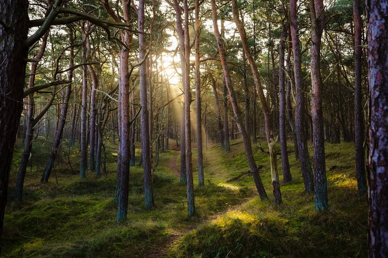 Enchanted Forest